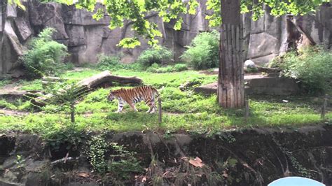 Tiger Exhibit, Cleveland Metroparks Zoo - Satchell Engineering ...