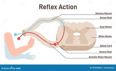 Reflex Arc Anatomical Scheme. Stimulus Pathway in the Spinal Cord Stock ...