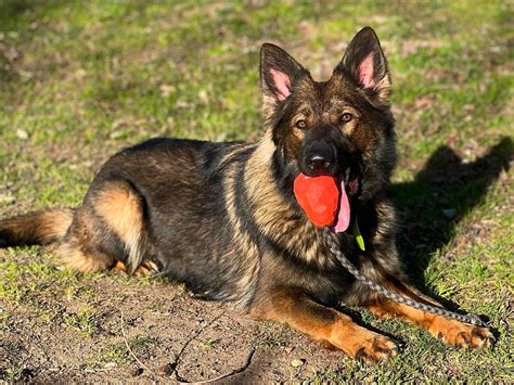 Sable German Shepherd: A Special Dog Breed with a Special Color