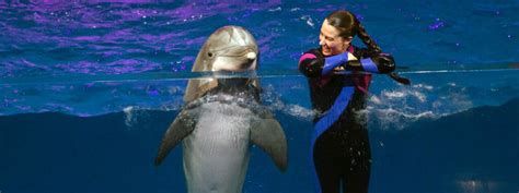 Dolphin Presentation - Georgia Aquarium