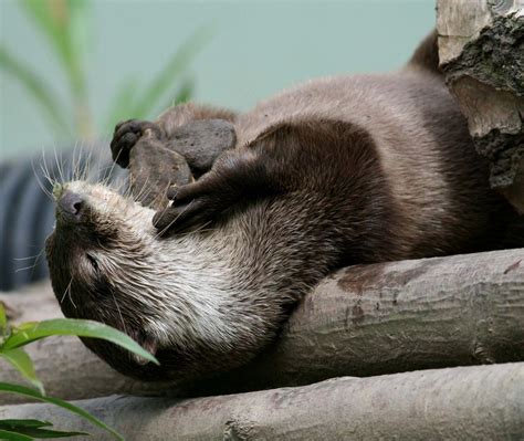 These Are My Rocks… | Sleeping animals, Otters, Cute animals