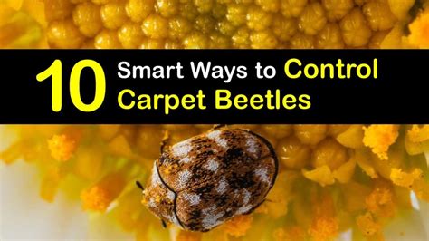 Handling a Carpet Beetle Problem - Simple Solutions