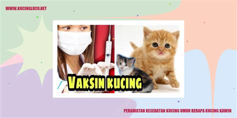 Umur Berapa Kucing Bisa Kawin? | Kucing Lucu Net