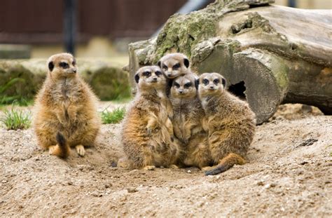 Meerkat Family Group Free Stock Photo - Public Domain Pictures