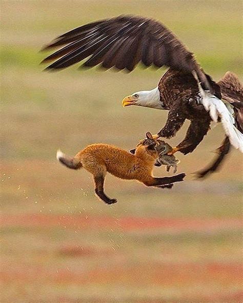 A fox and eagle fighting 20ft in the air, for a rabbit : r/natureismetal