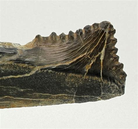 Fossil Shark jaw - Edestus heinrichi - 11.2 cm - Catawiki