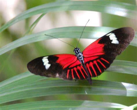 Red And Black Butterfly for Pinterest | red and black butterflies ...