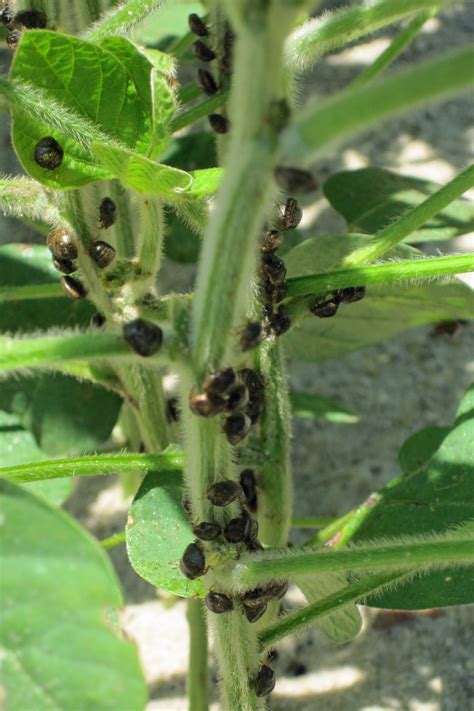 Kudzu Bugs Invade Southeast » Newsletters