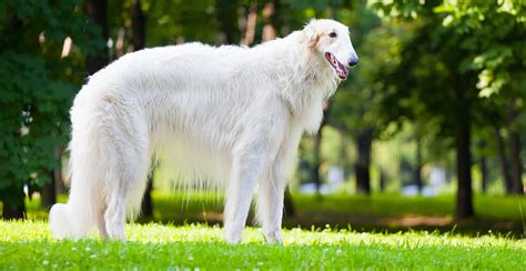 Borzoi Dog Breed Guide (Lifespan, Size & Characteristics)