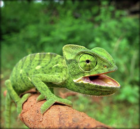 India. Chameleon Photograph by Lal