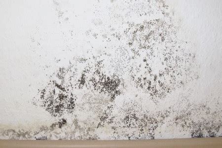 8 Basement Mold Types to Eradicate on Sight - Worst Room