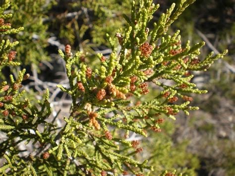 Ashe Juniper, male cones | Cypress Family Juniperus Ashei p1… | Flickr