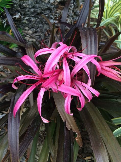 Crinum lily bulbs how to care for crinum lilies – Artofit