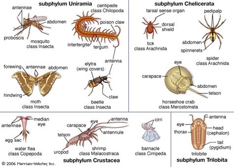 arthropods -- Kids Encyclopedia | Children's Homework Help | Kids Online Dictionary | Britannica