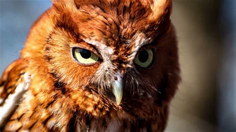 Screech Owl Sounds at Night | Free Sound Effects | Animal Sounds - YouTube