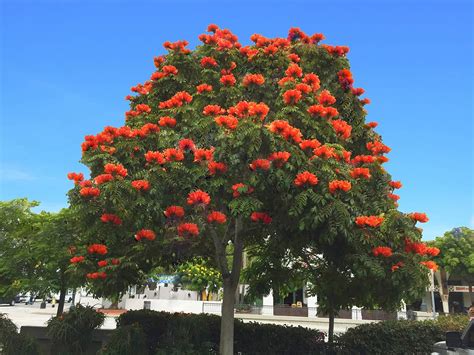 African Tulip Tree – Santa Barbara Beautiful