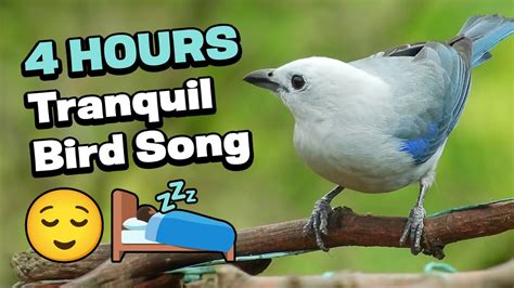 4 HOURS OF RELAXING BIRD SONG | NATURE SOUNDS FOR RELAXATION, SLEEP, STUDY - YouTube