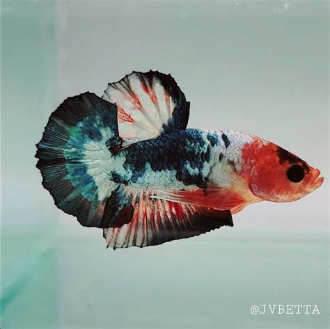 Giant Betta Fish | Giant Betta Fish for Sale — JV Betta