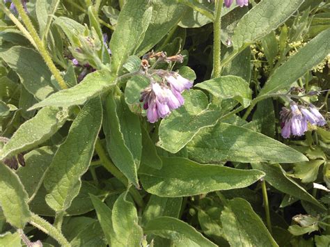 Comfrey, to eat or not to eat? - Wild Walks Southwest