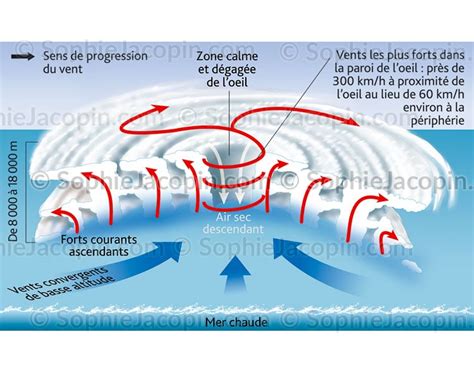 CYCLONE - Illustration Medicale & Didactique