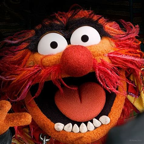 47 best Animal (muppet ) quotes images on Pinterest | Animal muppet ...