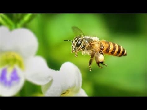 Bees flying in slow motion - YouTube