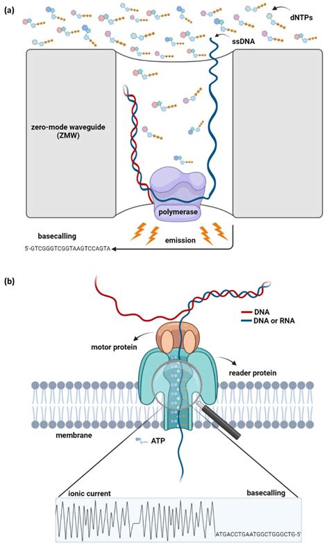 Life | Free Full-Text | Third-Generation Sequencing: The Spearhead ...