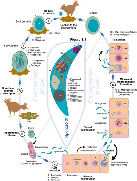 Frontiers | Chicken Coccidiosis: From the Parasite Lifecycle to Control ...