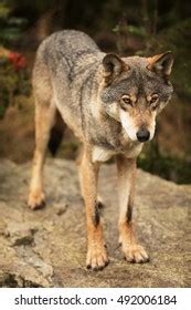 Arabian Wolf Canis Lupus Arabs Male Stock Photo 2249896245 | Shutterstock