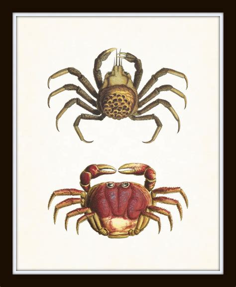 Vintage Crabs Print Set No. 1 Crab Prints Wall Art Art - Etsy