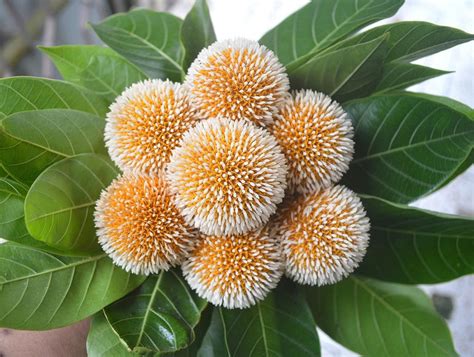 Neolamarckia Cadamba Burflower Tree Amboina Kadam 100_seeds - Etsy ...