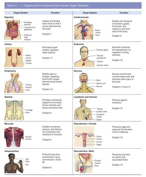 Chapter 1: Organ Systems Diagram | Quizlet