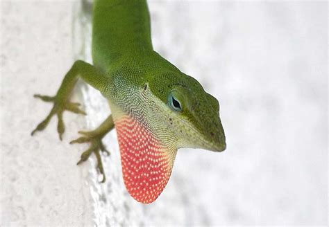 anolis_carolinensis – Anole Annals