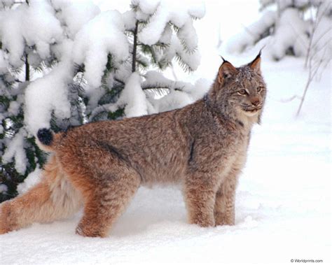 Ovaltes: Alpine Lynx Cat History Alpine Lynx Kittens