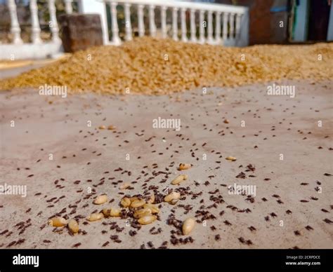 wheat weevil Sitophilus granarius beetles on damaged grain Stock Photo - Alamy