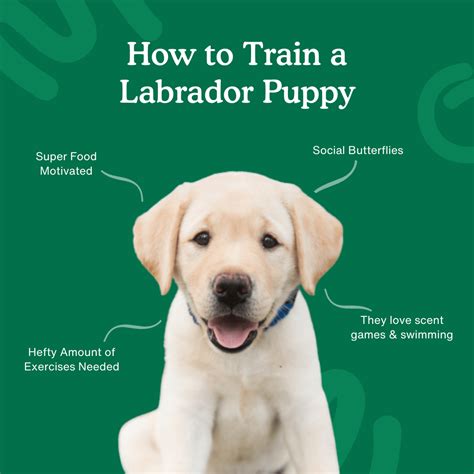 8-Week Guide on Training a Labrador Puppy - Zigzag