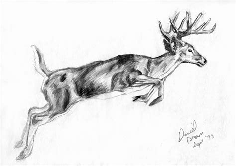 Whitetail Deer Sketch at PaintingValley.com | Explore collection of ...