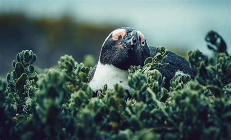 Boulders Beach on Behance