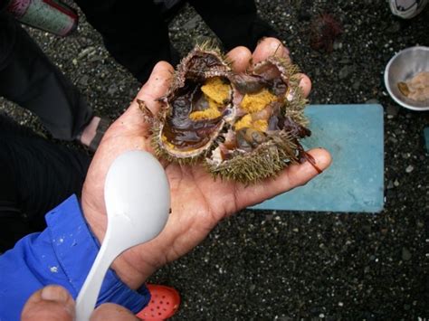 Eating Raw Sea Urchin Eggs On James Island State Park, San Juan Islands – Celebrate Big!