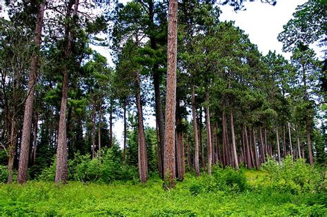 State Tree: Red (Norway) Pine | Tree, Lake superior, Minnesota state