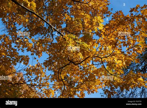 Fall foliage, Lancaster, PA, USA Stock Photo - Alamy