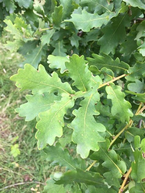 Quercus robur leaves | Plant leaves, Plants, Leaves