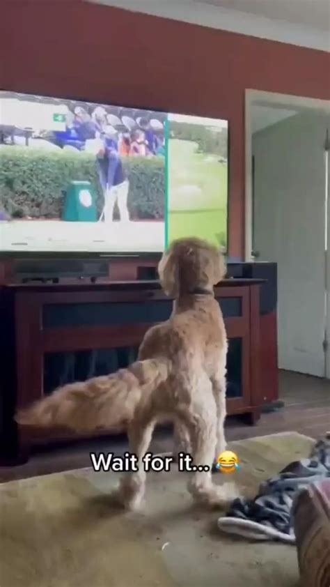 Funny dog watching TV [Video] | Funny dog videos, Cute animals, Cute funny dogs