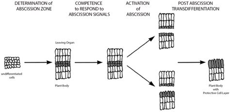 Frontiers | Are We on the Right Track: Can Our Understanding of Abscission in Model Systems ...