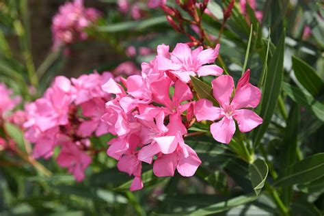 Gardeners, Beware! Oleander Is Poisonous When Eaten