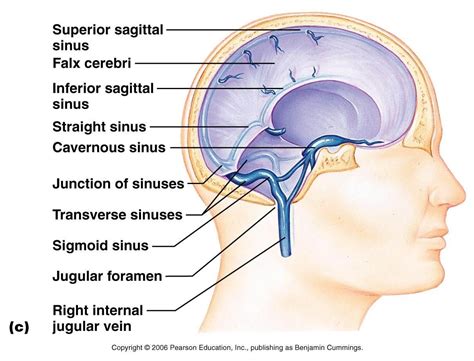 What Is Superior Sagittal Sinus - mapasgmaes