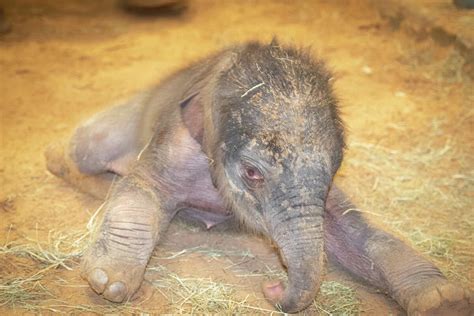 It's a girl! Houston Zoo welcomes new baby elephant