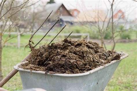 What Is Manure and Why Is It Such an Environmentally Valuable Material