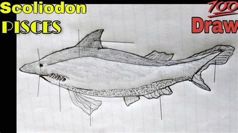 How to draw Scoliodon or Dogfish labelled diagram | Class : pisces, Kingdom Animalia - YouTube