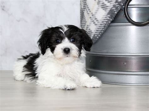 Coton De Tulear-DOG-Female-Black / White-2933039-Petland Lewis Center